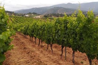 Ruchel, rich wines from poor soil