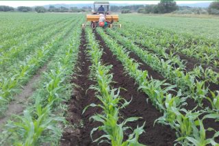 Recomendacións para cultivar millo en ecolóxico